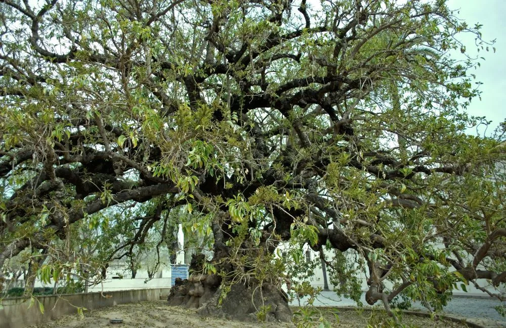 View of the ombú tree, which, according to tradition, was planted by Christopher Columbus in the gardens of La Cartuja of Seville