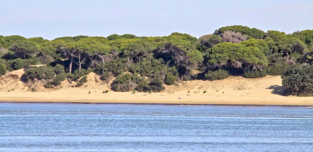 Wild Wonders: Doñana National Park, a mosaic of ecosystems where biodiversity thrives, from marshlands to dunes, in the heart of Andalusia.