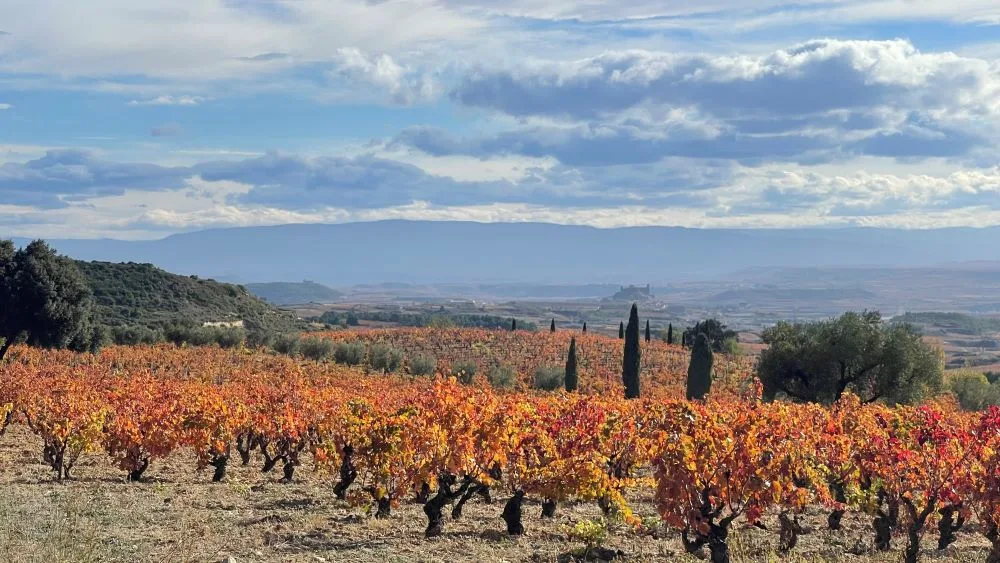 Vineyards of Labastida, Álava, Spain, from the Erremelluri Winery [Photograph]. Credit: Imanolabad27. Wikimedia Commons. Licensed under CC BY-SA 4.0.