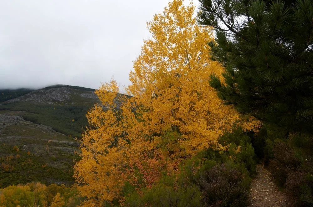A picturesque view of Valverde de los Arroyos, Spain, with the towering Pico Ocejón in the background. The village’s traditional slate-roofed houses blend harmoniously with the mountainous landscape, creating a serene and timeless scene.