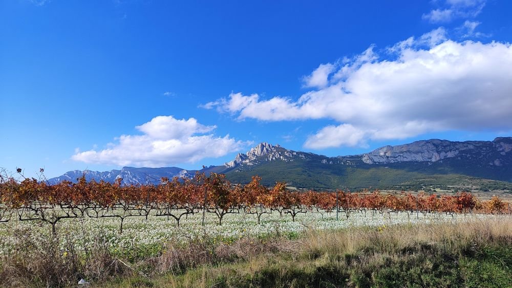 Vineyards in Autumn, Elvillar (Bilar), Spain [Photograph]. Credit: Mentxuwiki. Licensed under CC BY-SA 4.0.