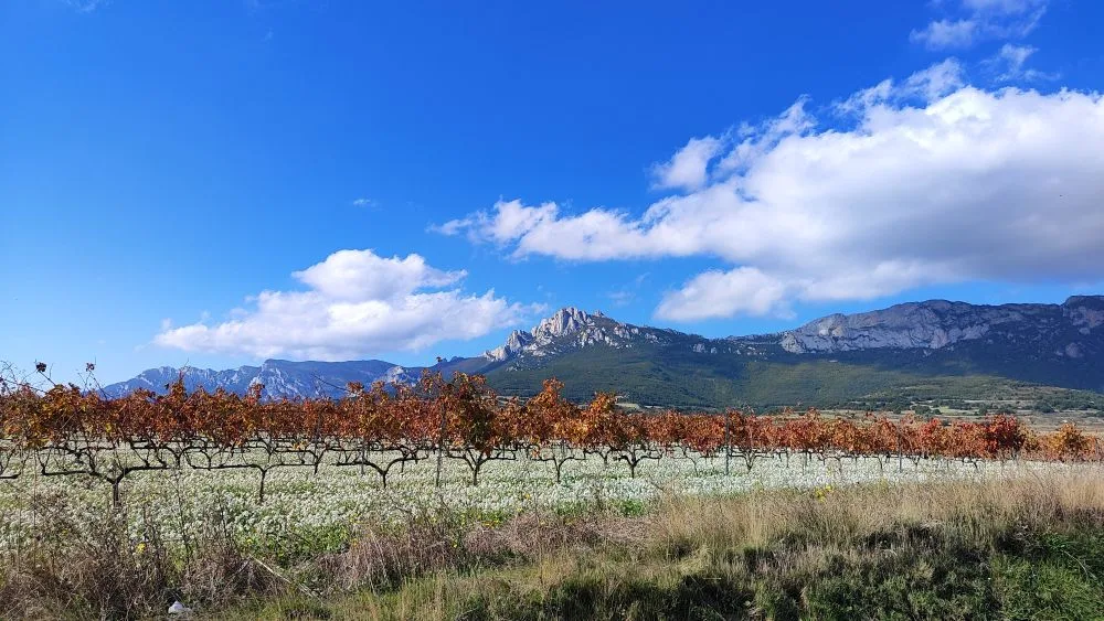 Vineyards in Autumn, Elvillar (Bilar), Spain [Photograph]. Credit: Mentxuwiki. Licensed under CC BY-SA 4.0.